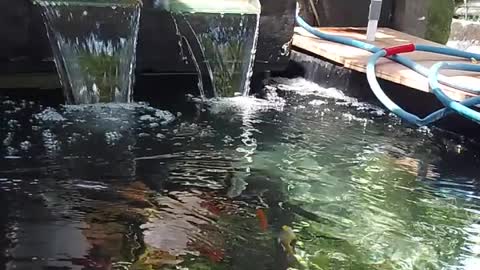 Koi fish pond