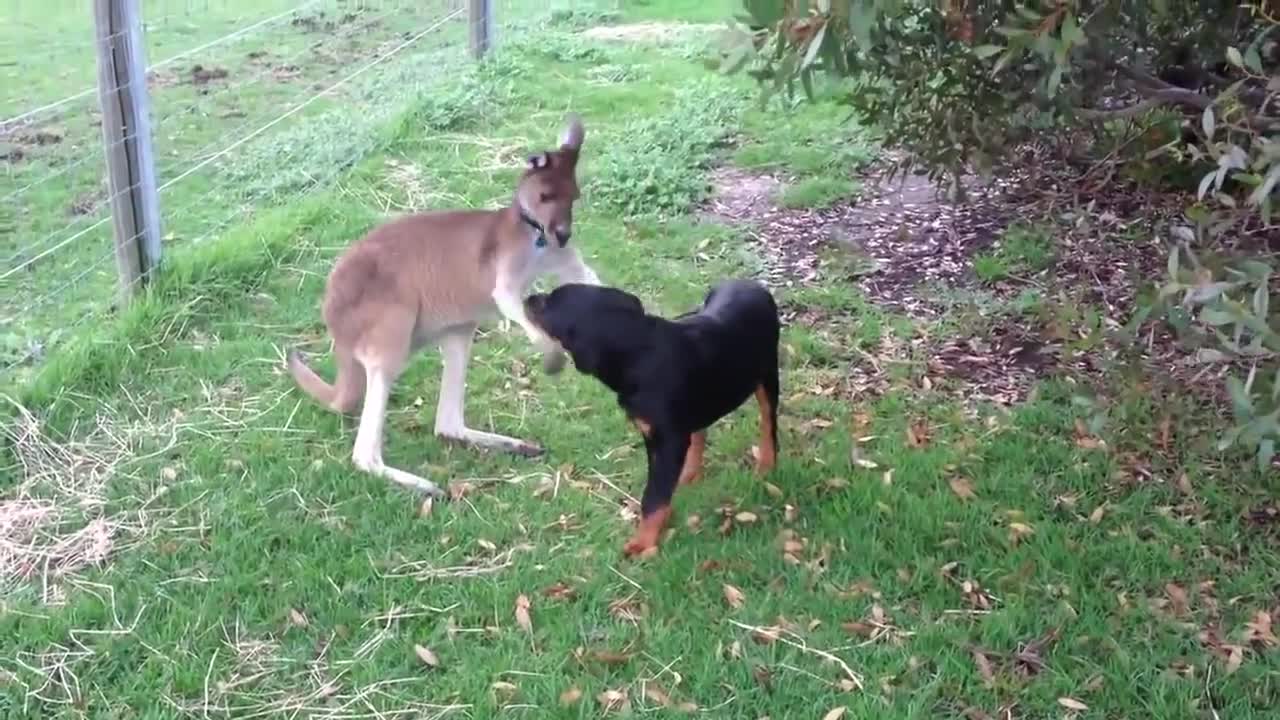 kangaroo playing with Dog-Too cute