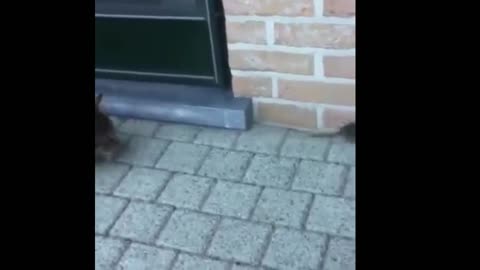 Tom and Jerry: Episode 2