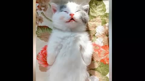 Funny cute cats compilation
