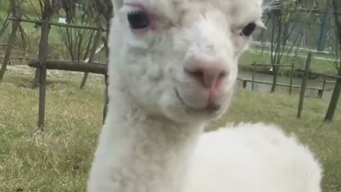 Cute alpaca family