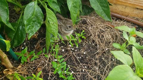 Tiny Baby Bunny
