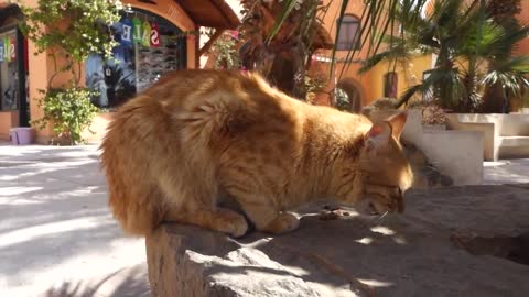 people wanted to create websites about interpreting the mindset of a cat called Jimbo.