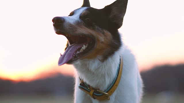 A Video of a Dog with Beautiful Views of Sunset🌅 Blvd