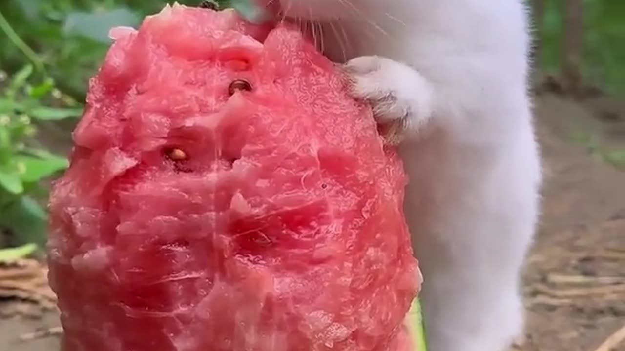 Funny Animal Videos l Cute Animals Videos l Funny Dog & Cat l Hilarious Pet Videos