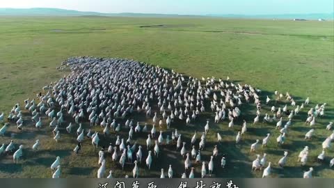 Vast grassland