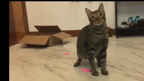 balloon cat!!!!!!!😱