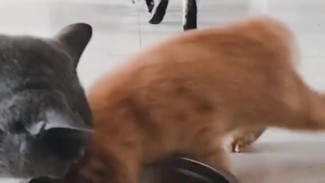 The cat just wanted food