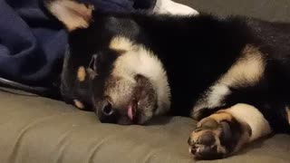 Cute black Dog Siba Inu on the sofa