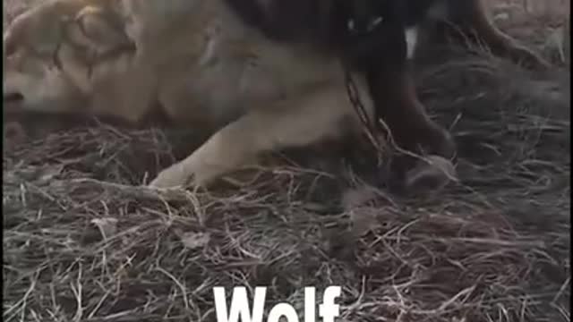 😱😱Tibetan Mastiff vs Wolf ------