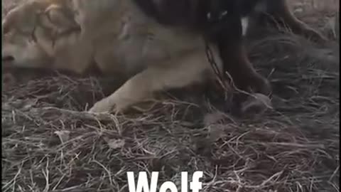 😱😱Tibetan Mastiff vs Wolf ------