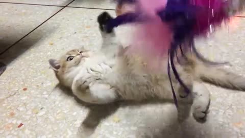 Funny cats