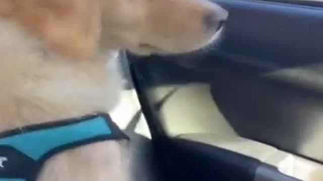 Funny Dog Videos
