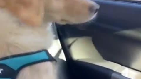 Funny Dog Videos