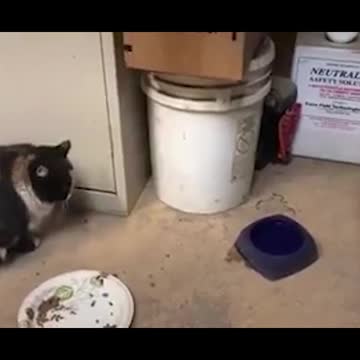 Rat Steal Food from Cat