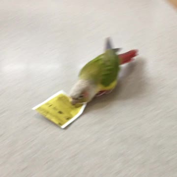 Parrot snow plows kitchen counter with tea bag