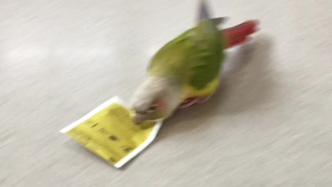 Parrot snow plows kitchen counter with tea bag