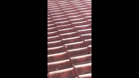 Animals Funny video 🤣😂