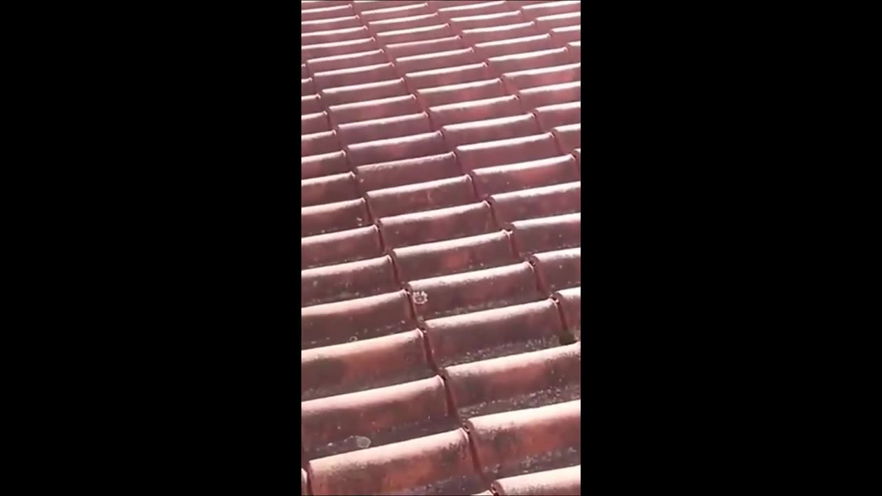 Animals Funny video 🤣😂