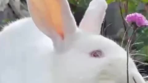 The small white rabbit