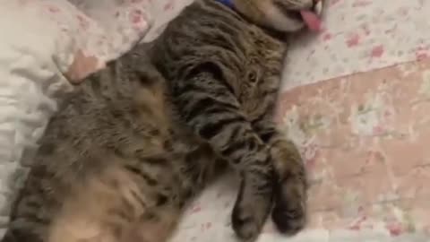very sleepy cat very cute
