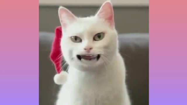 Funny Cat Singing Jingle Bell Song