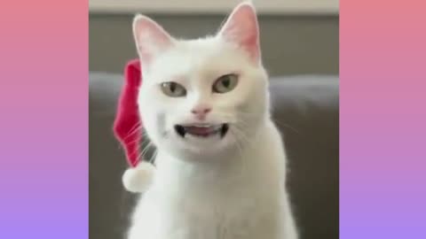 Funny Cat Singing Jingle Bell Song