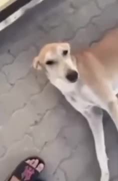 You Don't Know This Dog