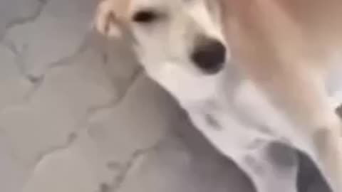 You Don't Know This Dog
