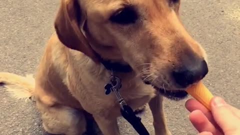Happy brown dog eating vanilla ice cream cone