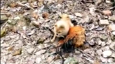 Chicken versus Dog fight!