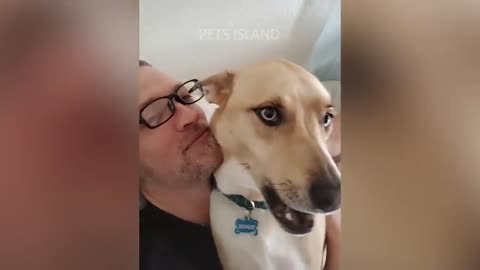 Funny dogs and cat reaction — funniest pets of 2021