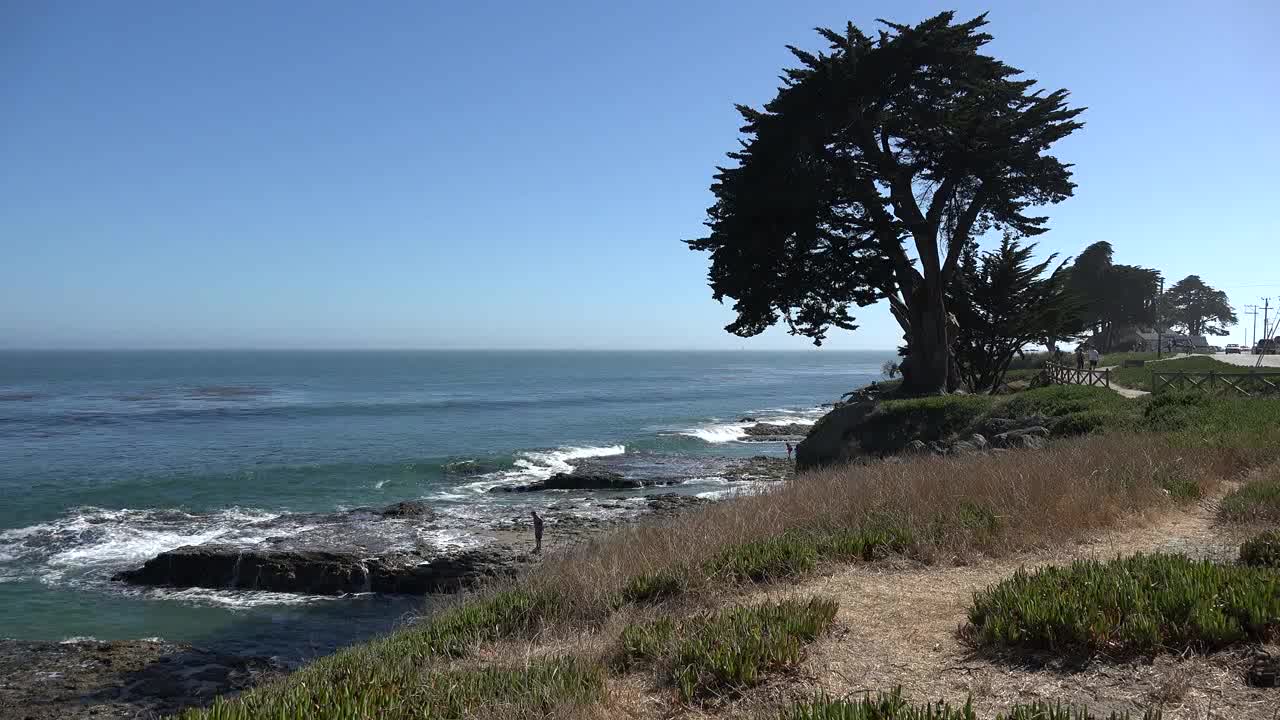 California tree by cliff drive in Santa Cruz