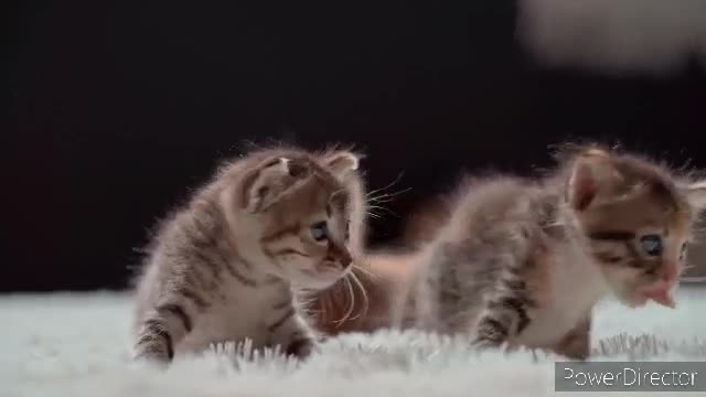 |Baby cat||cute cat|cute animal||funny cat|Funny animal||