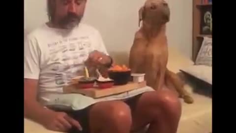 Playing dogs and get prank