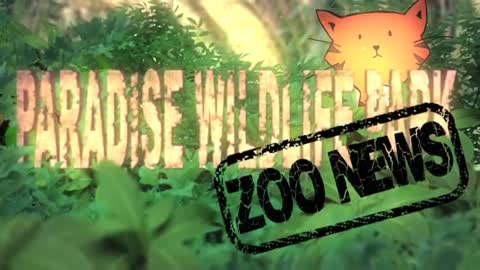 White tiger training..