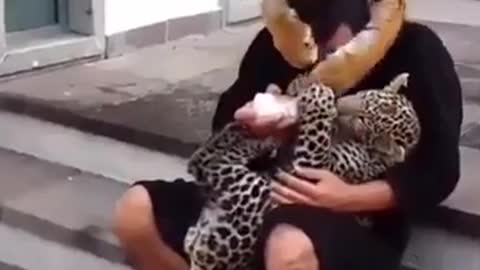 Funny animals vedio