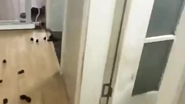 Never let two dogs alone at home, never!