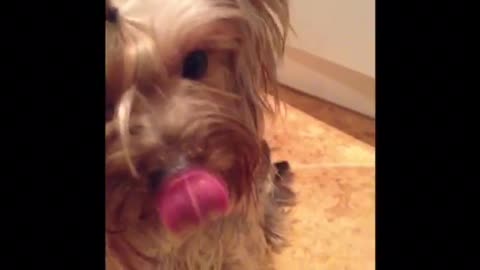 Funny dog Yorkshire Terrier