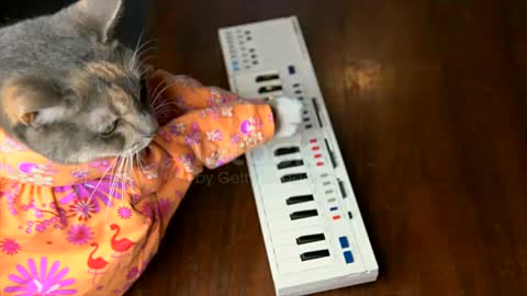 Cat playing piano🤣🤣🤣🤣