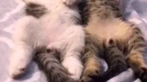 Quickshort vedio cute n funny baby cats.part 101