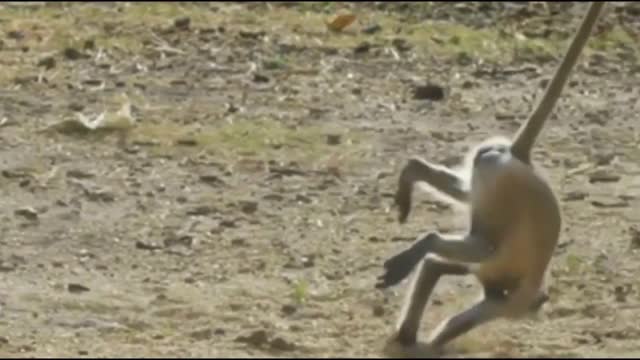 Funny Monkey Dance