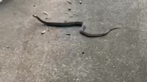 Dog versus Snake