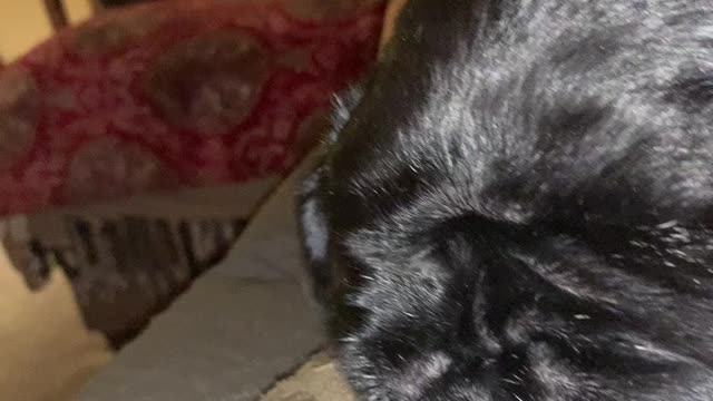 Coal the black pug snoring