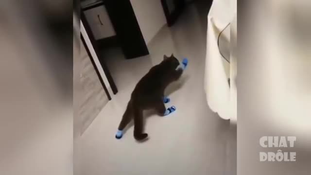Cute and cuddly pets will make you smile compilation 4