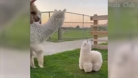 Funniest Animals Videos - Best Crazy Cats😹 and Hilarious Dogs🐶 Videos 2022 Compilation!