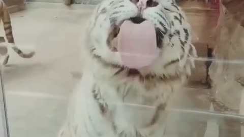 Best Funny Animal Videos of the year (2024), funniest animals ever. relax with cute animals video