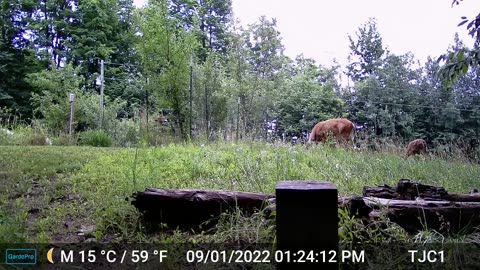 Doe with Twin Fawns
