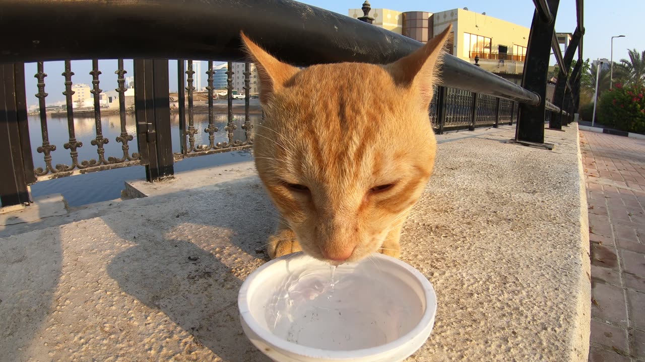 MICHAEL JACKSON & ED SHEERAN - Homeless cats in Ras Al Khaimah, UAE #cat #EdSheeran #MichaelJackson