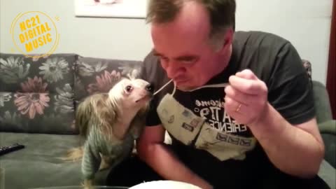 Funny Videos of Dogs, Cats and Other Animals - Dog Eating Noodles